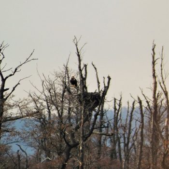 Samica orla kráľovského (Aquila heliaca) sediaca pri opravenom a nadstavanom hniezde pred začiatkom hniezdenia.