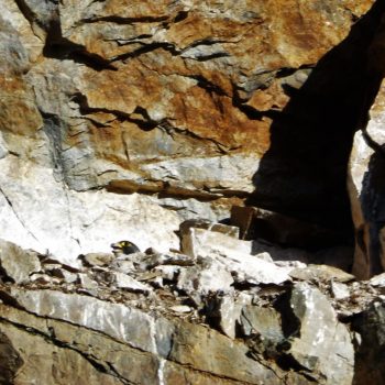 Samica sokola sťahovavého (Falco peregrinus) inkubujúca znášku na skalnej polici.