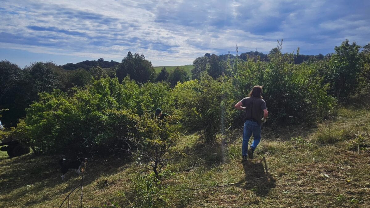 osoba lietajúca so šarkanom na trávnatom poli