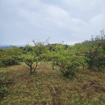 niekoľko stromov na trávnatom poli s zamračenou oblohou